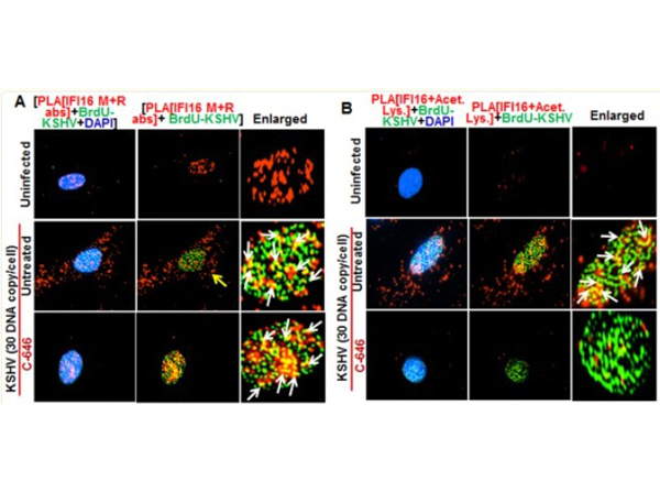 Immunofluorescence using BrdU