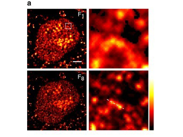 Immunofluorescence using BrdU