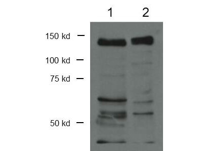 Western Blot - Anti-CTCF antibody