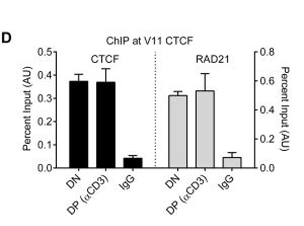 ChIP using CTCF