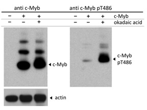 c-Myb pT486 antibody - Western blot