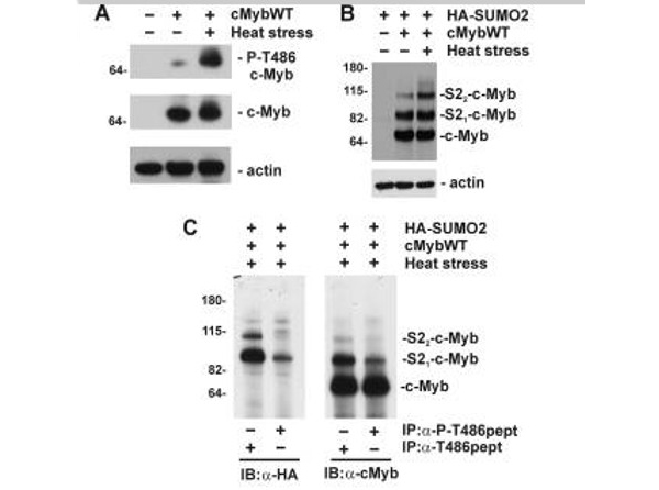Immunoprecipitation using cMyb pT486