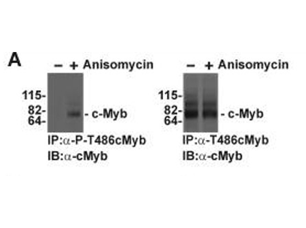 Immunoprecipitation using cMyb pT486