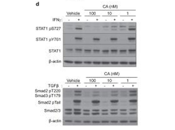 Western Blot using SMAD3 pT179