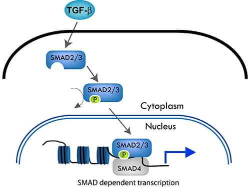 SMAD signaling - schematic drawing