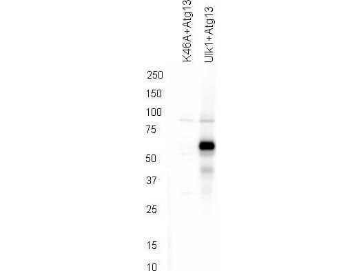 ATG13 phospho S318 Antibody