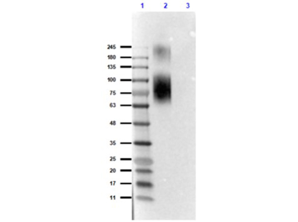 Western Blot of Anti-ATG13pS318 Antibody