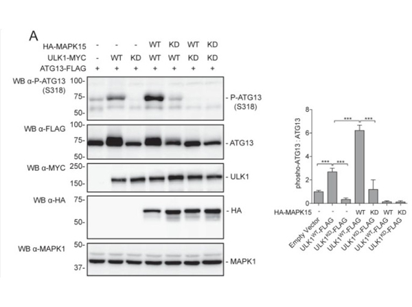Western Blot using ATG13