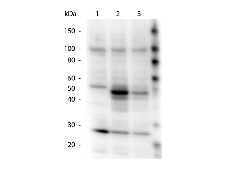 Rb-a-HICE1 pS70 - Western Blot