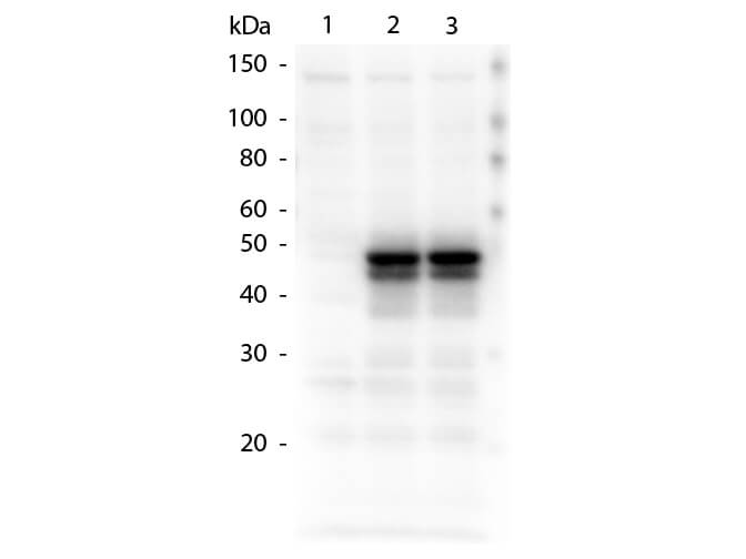 Rb-a-HICE1 - Western Blot