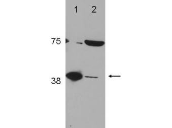 Western Blot of Rabbit Anti-POLß (DNA polymerase beta) Antibody (600-401-C65)