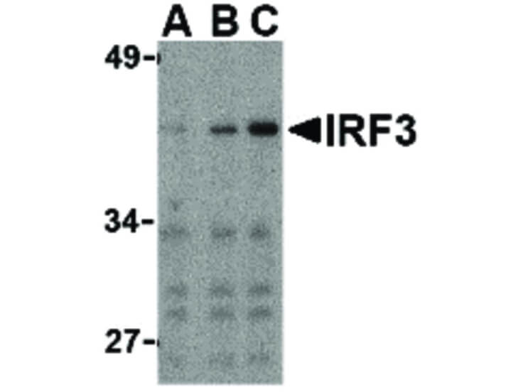 Western Blot of IRF3 Antibody
