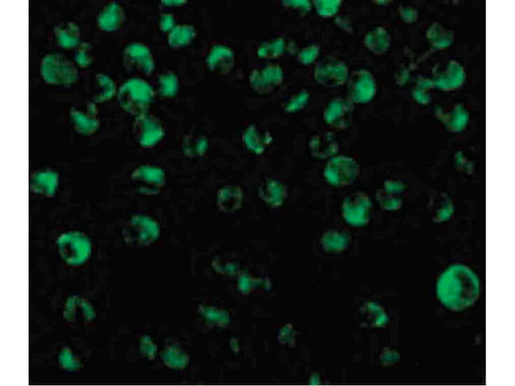 Immunofluorescence of IRF8 Antibody