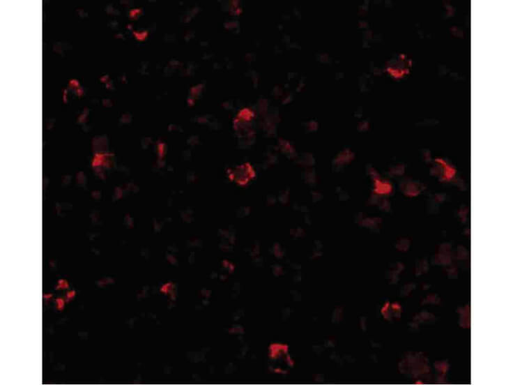Immunofluorescence of IRGC Antibody