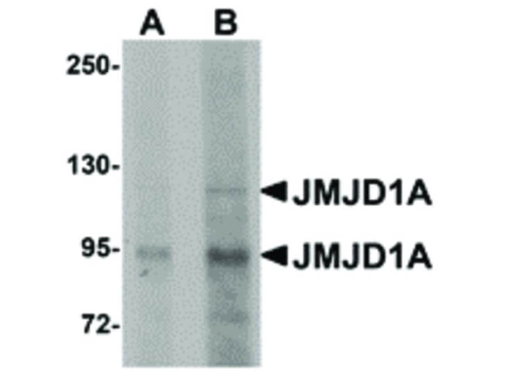 Western Blot of JMJD1A Antibody