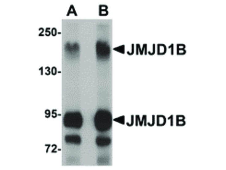 Western Blot of JMJD1B Antibody