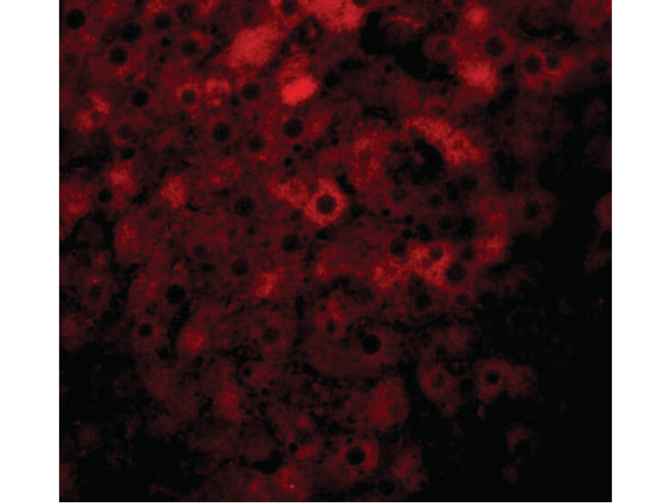 Immunofluorescence of JMJD1B Antibody