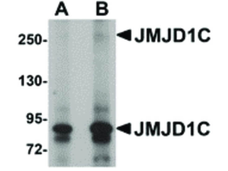 Western Blot of JMJD1C Antibody