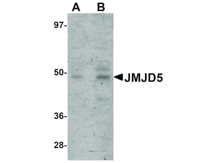 Western Blot of JMJD5 Antibody
