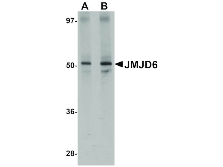 Western Blot of JMJD6 Antibody