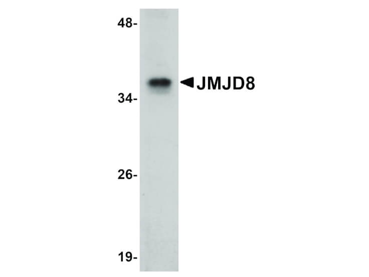 Western Blot of JMJD8 Antibody