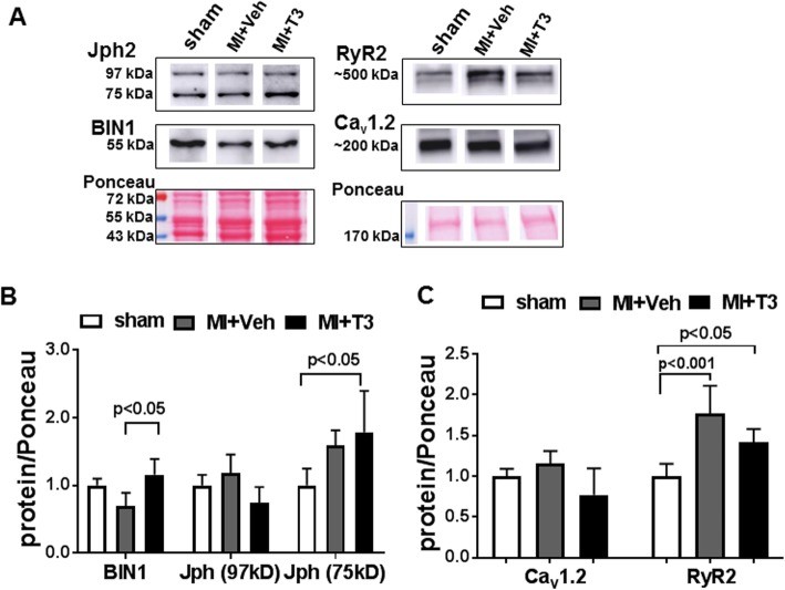 Western Blot using JPH2