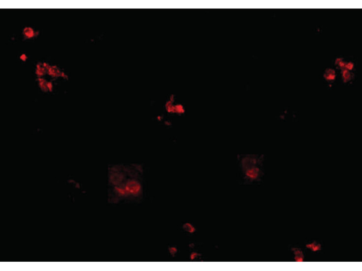 Immunofluorescence of KCTD15 Antibody