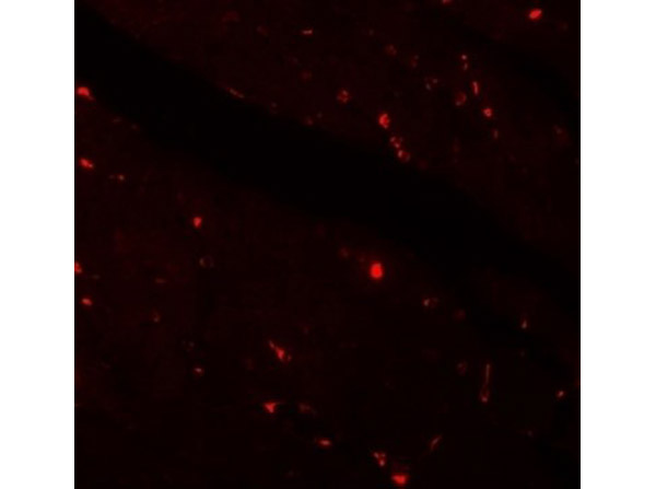 Immunofluorescence Validation of KLOTHO