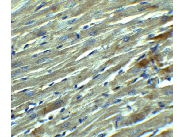 Immunohistochemistry Validation of KLOTHO