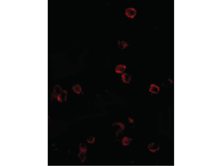 Immunofluorescence of KLRA1 Antibody