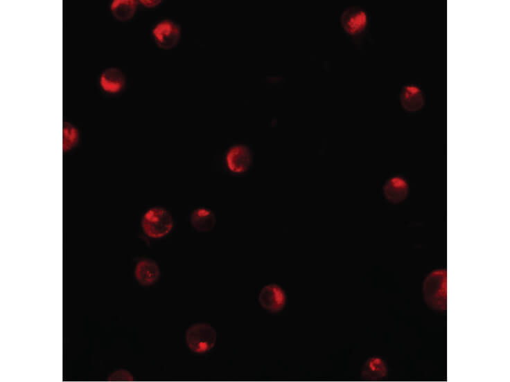 Immunofluorescence of KPNA1 Antibody