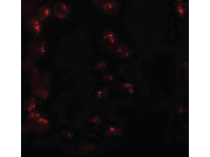 Immunofluorescence of KPNA6 Antibody
