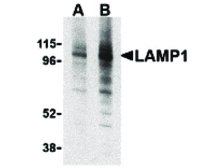 Western Blot of LAMP-1 Antibody