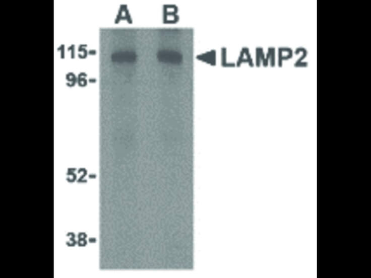 Western Blot of LAMP-2 Antibody