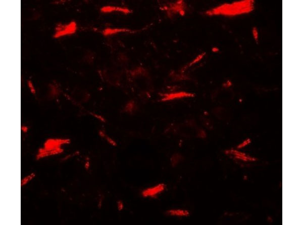 Immunofluorescence of LAMTOR3