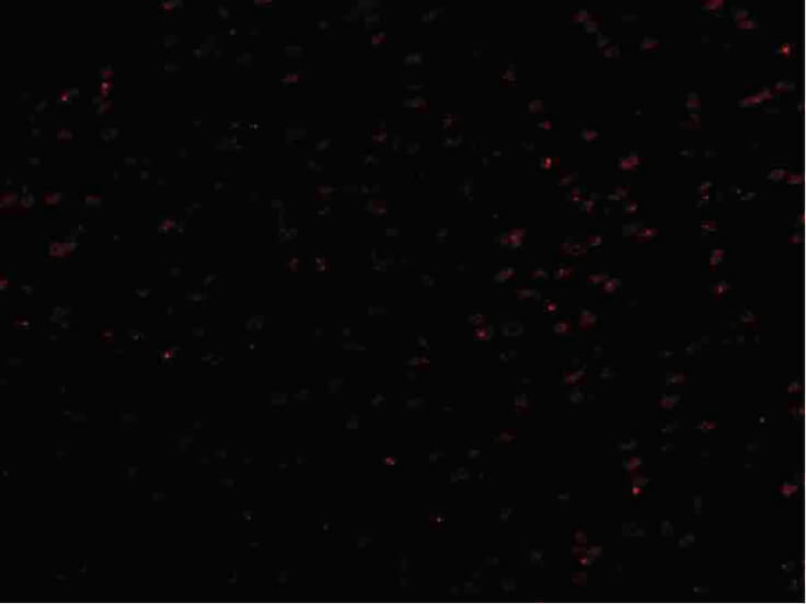 Immunofluorescence of Lano Antibody