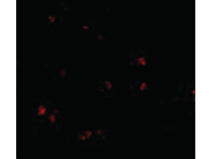 Immunofluorescence of LASS5 Antibody