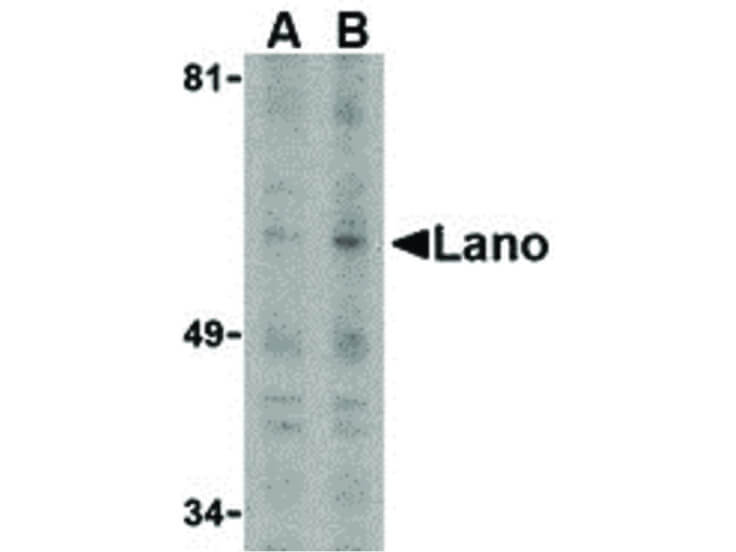 Western Blot of Lano Antibody