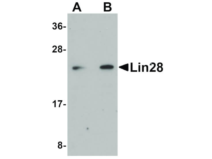 Western Blot of Lin28 Antibody