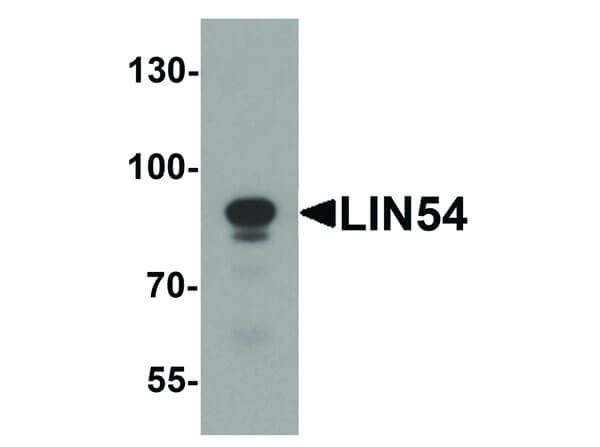 Western Blot of LIN54 Antibody