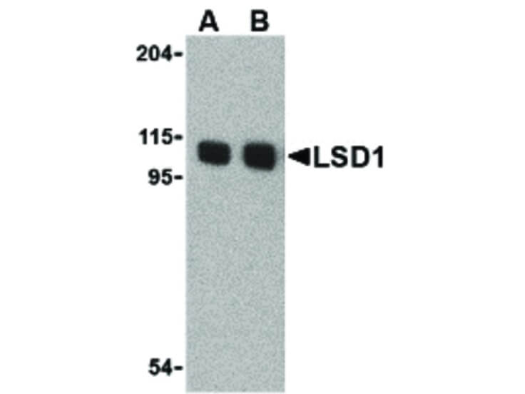 Western Blot of LSD1 Antibody