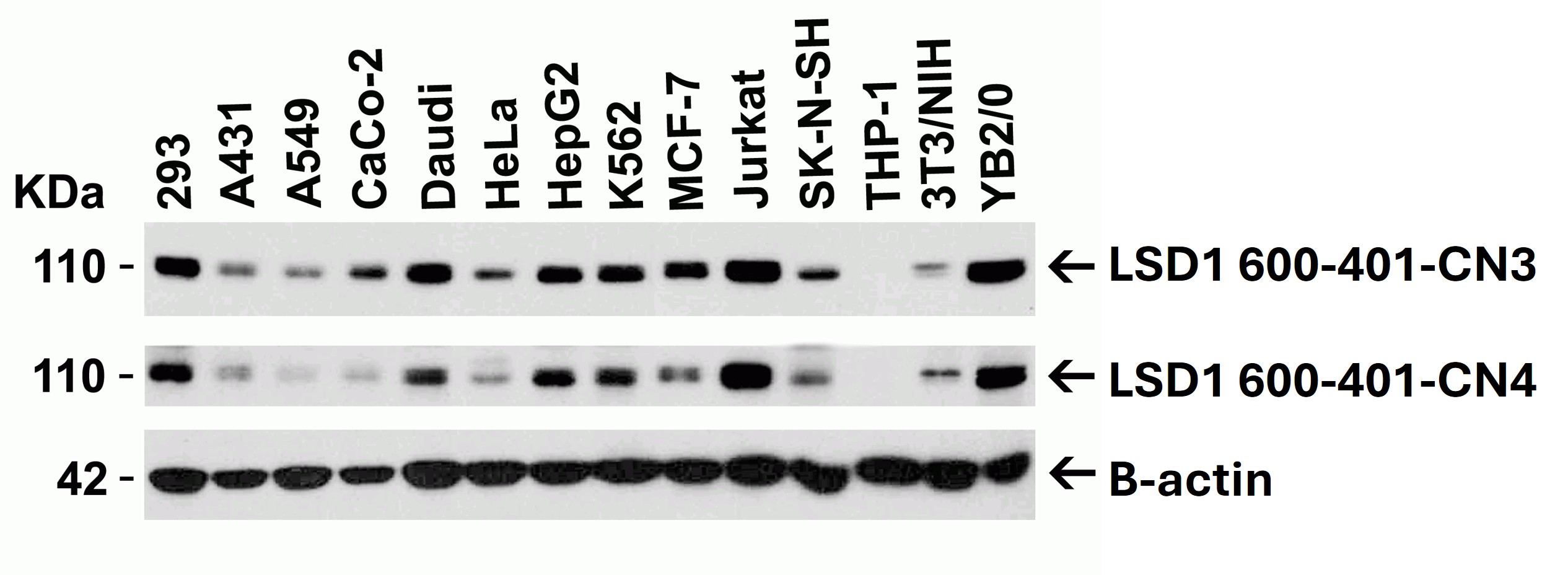 Western Blot of LSD1