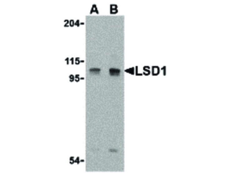 Western Blot of LSD1 Antibody