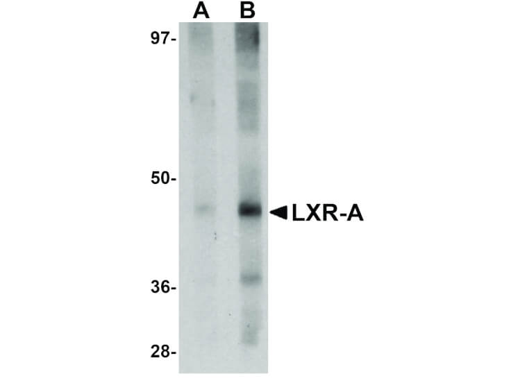 Western Blot of LXR-A Antibody