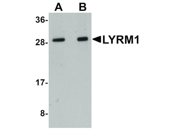 Western Blot of LYRM1 Antibody