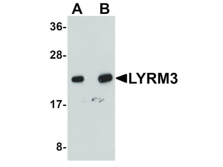Western Blot of LYRM3 Antibody