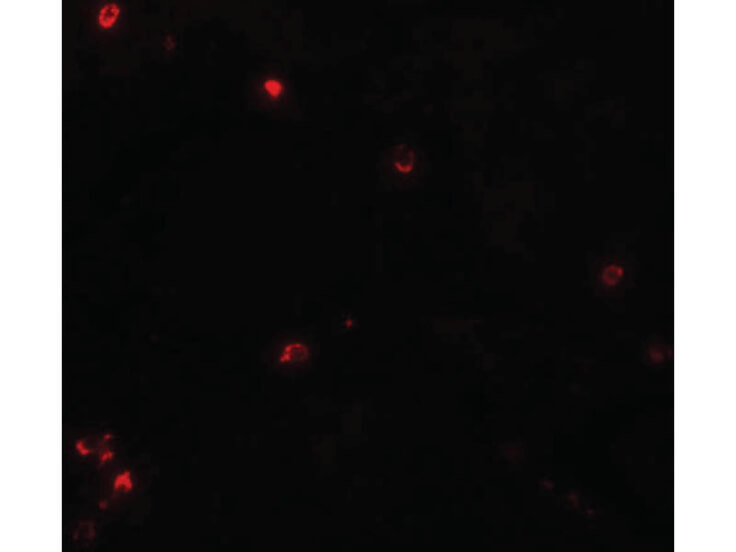 Immunofluorescence of LYRM3 Antibody