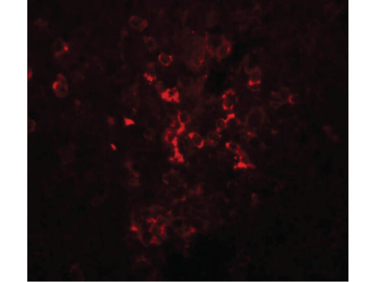 Immunofluorescence of LZTR2 Antibody