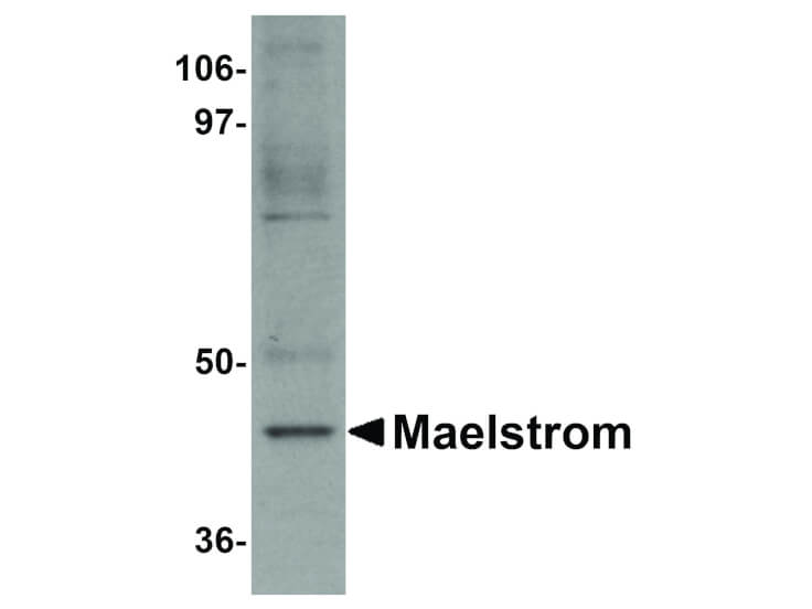 Western Blot of Maelstrom Antibody