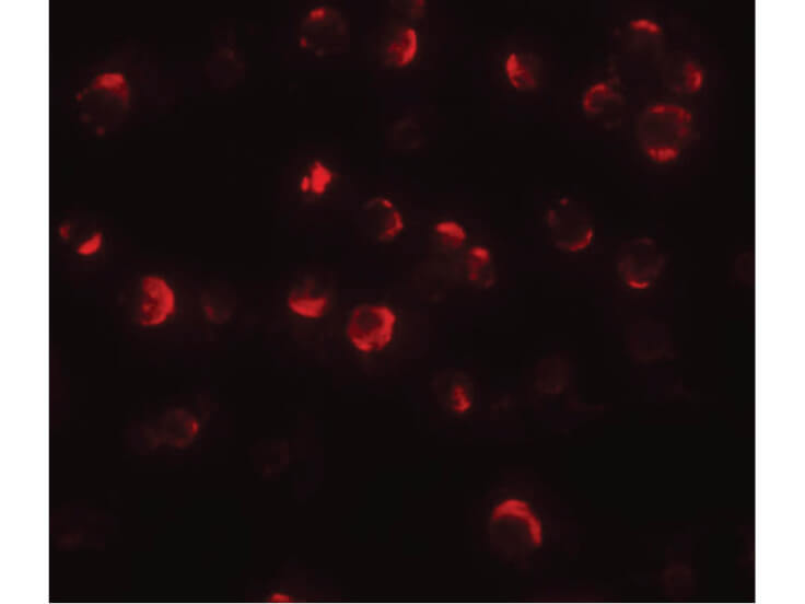 Immunofluorescence of Maelstrom Antibody
